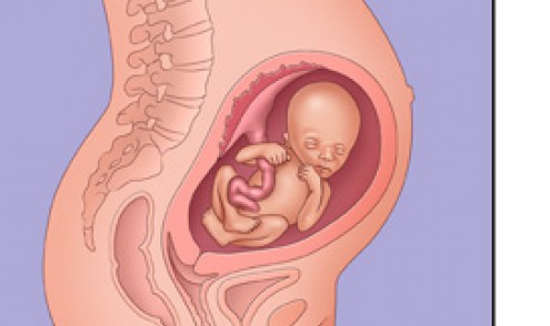 وضع الجنين في الشهر الثامن بالصور