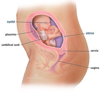 وضع الجنين في الشهر الثامن بالصور1