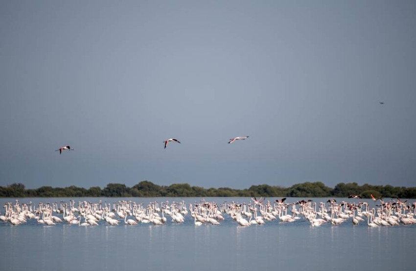 خور البيضاء