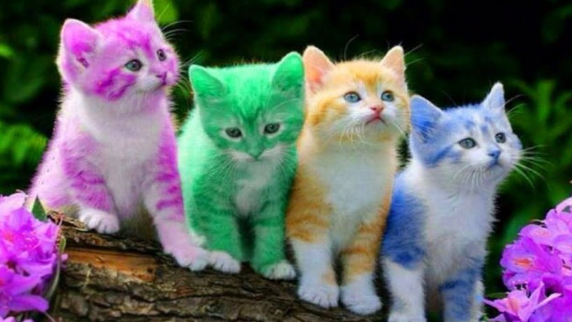 تفسير_حلم_القطط_الصغيرة_الملونة