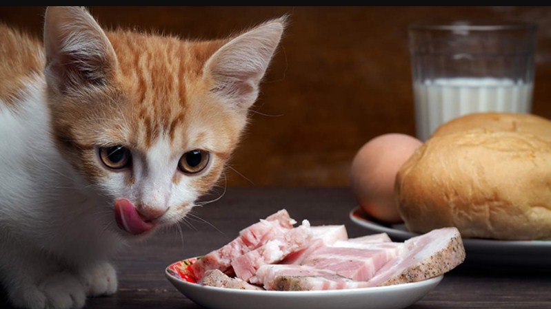 تفسير_حلم_القطط_تأكل_اللحم