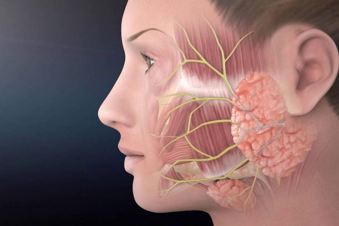 علاج الوهن العضلي في الطب النبوي بالأعشاب