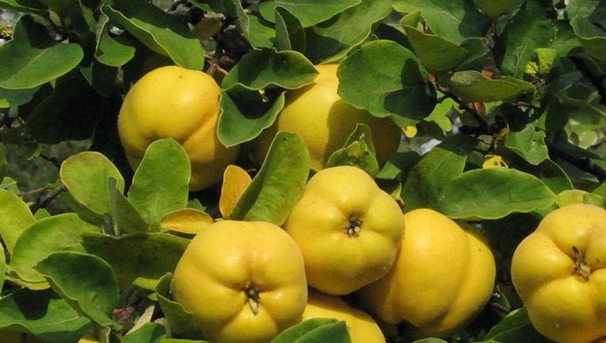 علاج_هبوط_الرحم_بالأعشاب