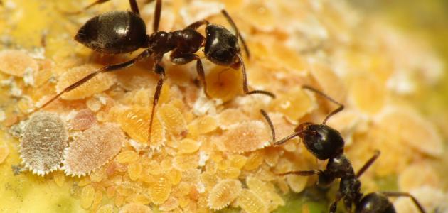 ما تفسير رؤية النملة في المنام؟