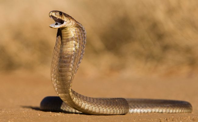 ما تفسير حلم ثعبان صغير في المنام؟