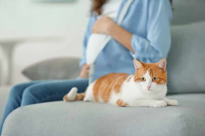 ما هي جرثومة القطط للحامل وما مدى تأثيرها على الجنين