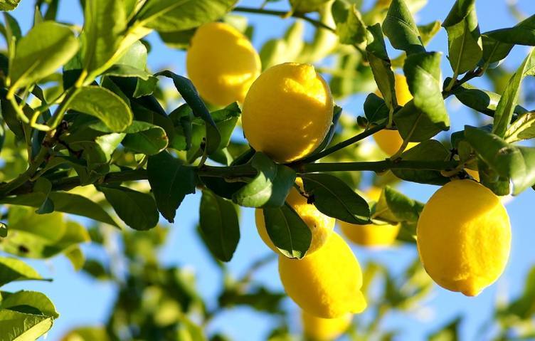 ما تفسير شجرة الليمون في المنام؟