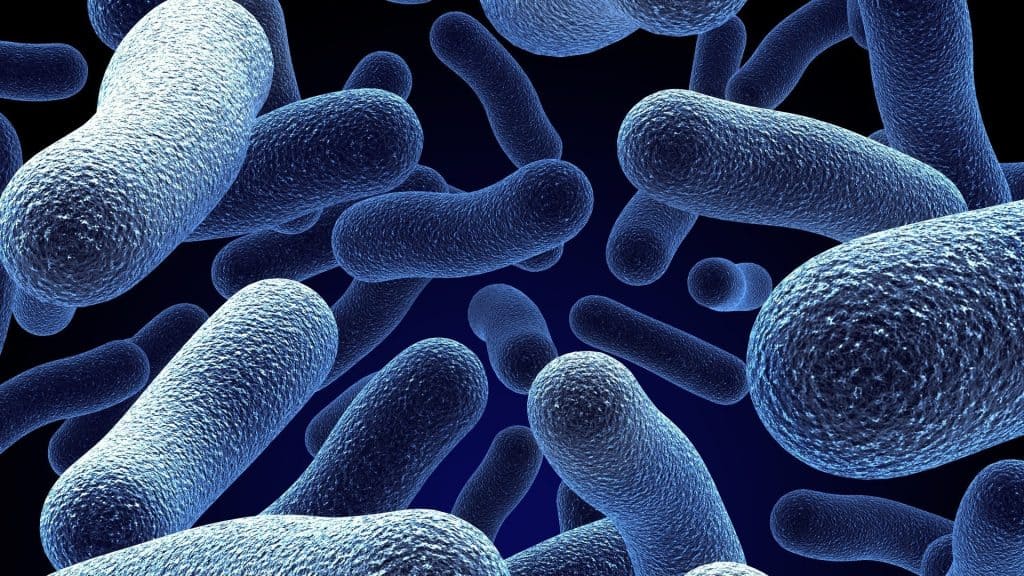 ما هو علاج بكتيريا البول؟
