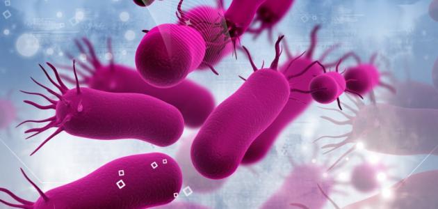 ماذا تنتج بكتيريا e.coli التي تعيش في أمعاء الإنسان؟