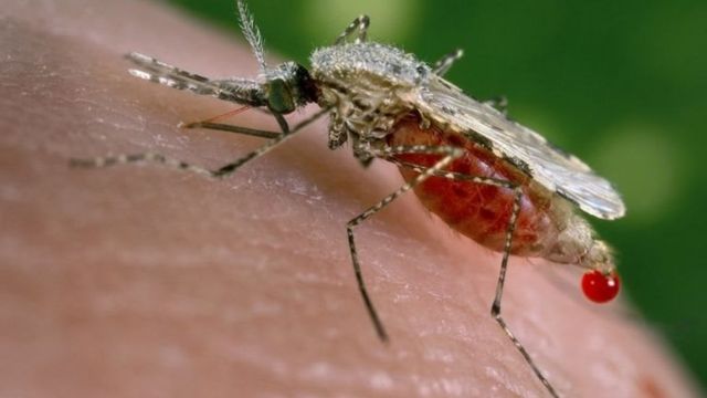هل يمكن الشفاء من الملاريا؟