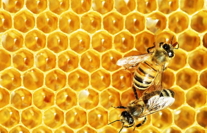 ما تفسير حلم النحل يطاردني في المنام؟