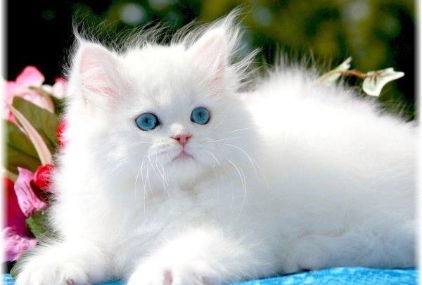 تفسير حلم القطط البيضاء الصغيرة