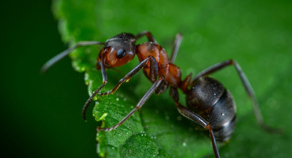 ما تفسير حلم النملة في المنام