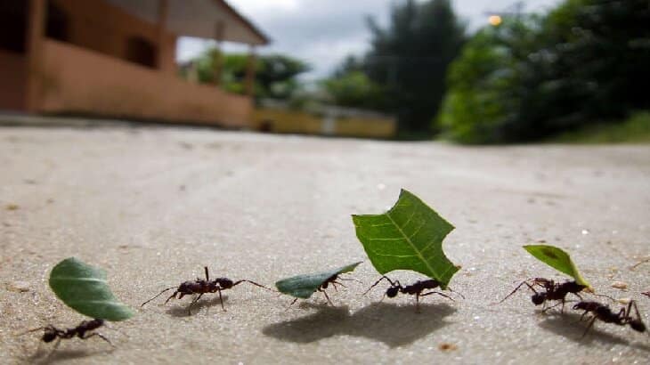 تفسير رؤية النمل والصراصير في المنام