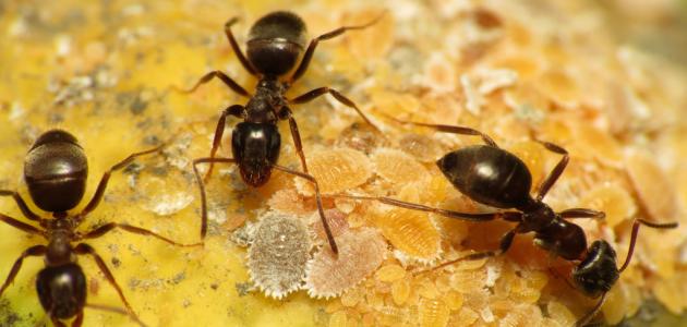 تفسير رؤية النمل يمشي على الجسم في المنام