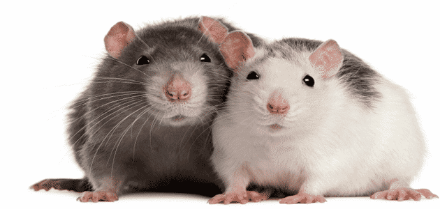 ما تفسير حلم الفئران للعزباء