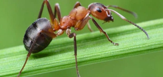 ما تفسير حلم النمل  في المنام