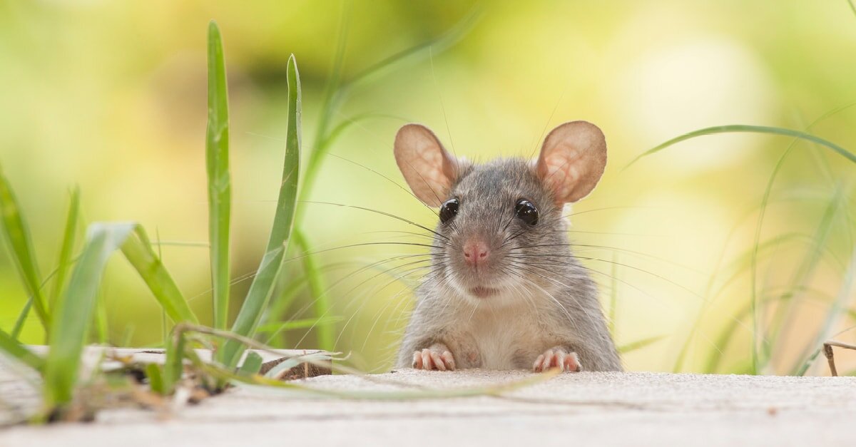 ما تفسير رؤية الفأر في المنام