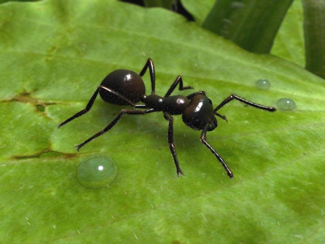 ما تفسير رؤية النمل في المنام