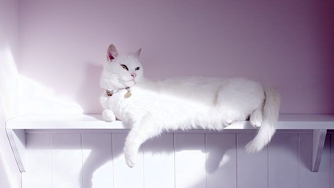 ما تفسير حلم قطة بيضاء تلاحقني في المنام؟