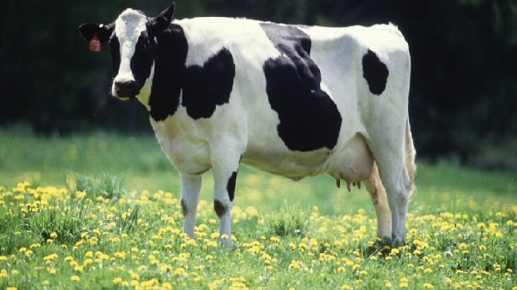 ما دلالات رؤية البقرة في المنام ؟