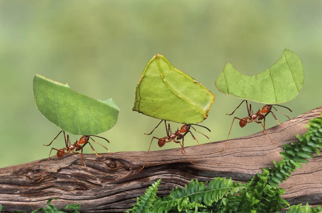 تفسير رؤية الصراصير والنمل في المنام