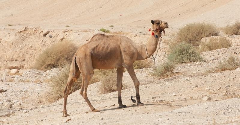 ما معنى ذبح الجمل في المنام؟