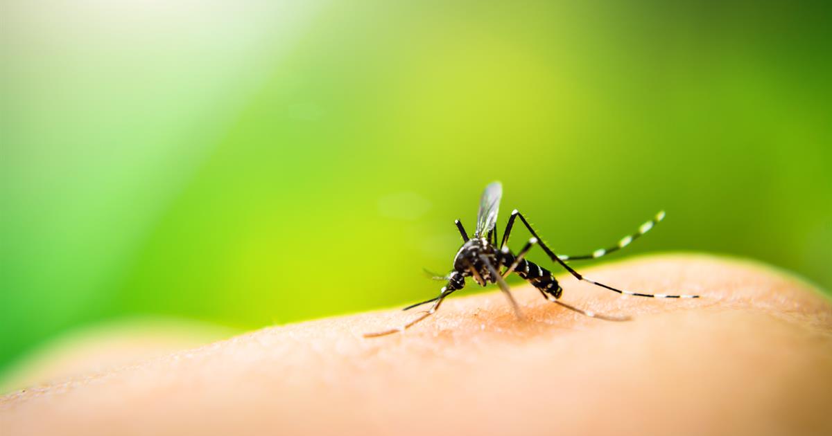 هل الملاريا معدي؟