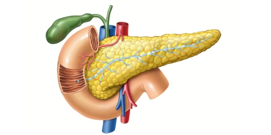 أسباب توقف البنكرياس عن إنتاج الأنسولين