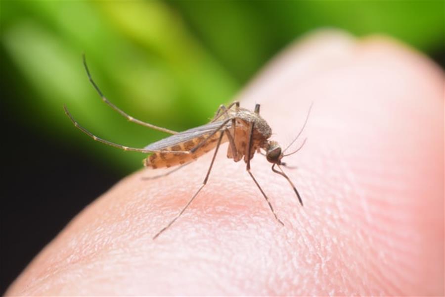 ما هي أعراض لدغ الحشرات السامة؟