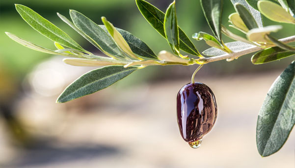 ما هي أضرار ورق الزيتون على الكلى؟