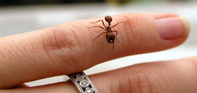 كيف يمكن علاج قرصة النمل والوقاية منها؟